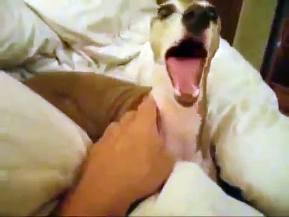 Il suo padrone gli racconta una storia di paura e lui reagisce così adorabile!