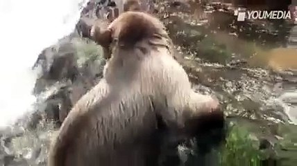 Il tenero abbraccio tra un uomo e un orso