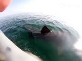 Incontro ravvicinato nel Mar Adriatico con uno squalo di 8 metri