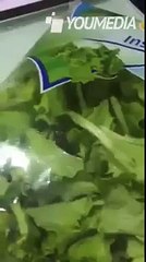 INCREDIBILE Rana viva trovata in una confezione di insalata