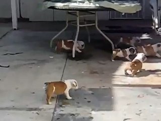 La Battuta Di Caccia Dei Piccoli Bulldog... Ma Cosa Staranno Cercando Di Prendere