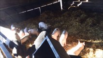 pigs farm animals cochons a la ferme