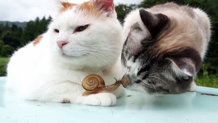 Кот, познавший дзен и бесстрашная улитка!