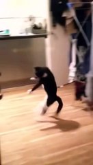 Мой кот сошел с ума!