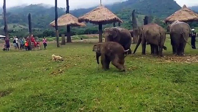 Little Elephant Gets Frustrated Chasing A Dog