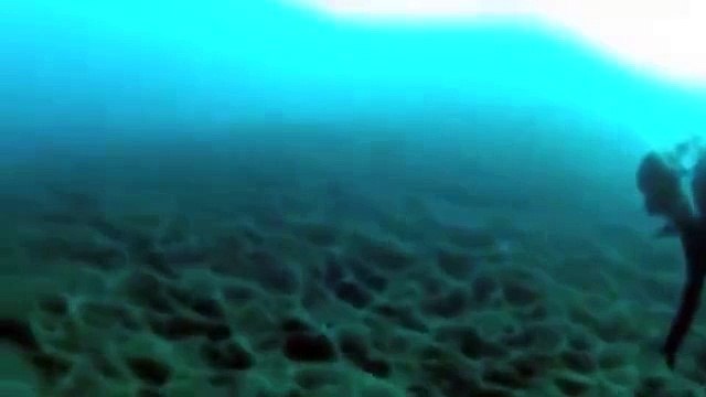 Неожиданная встреча под водой во время погружения!