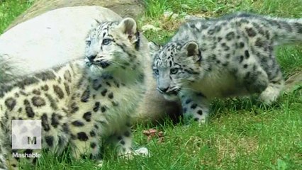 Adorable snow leopard cubs show off cuteness for first time