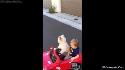 Un Chistoso Perro Manejando Un Carro Electrico Transportando A Un Niño La Mascota Chofer Octubre 2015