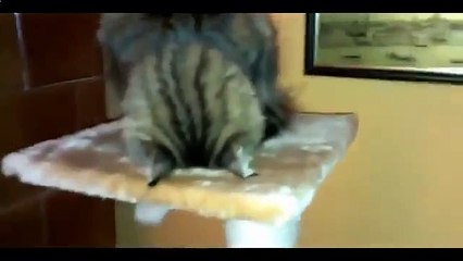Cat regarder la boxe à la télévision remplit grèves et autre chat amusant