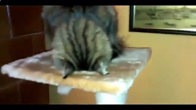 Cat regarder la boxe à la télévision remplit grèves et autre chat amusant