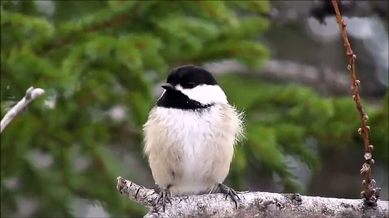 Chickadee dee dee dee dee