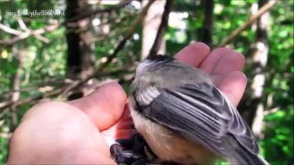 Cute Black-capped Chickadee Babies