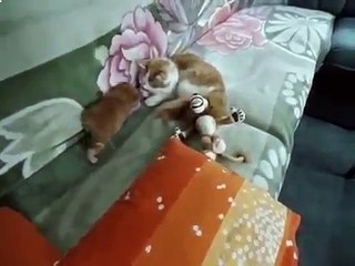 Подборка приколов Кошки Обaлденные коты милашки Смешные приколы с кошками