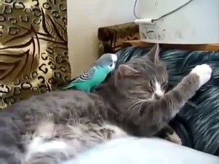 Попугайчик играет с котом Прикольные коты и кошки Смешные приколы с кошками