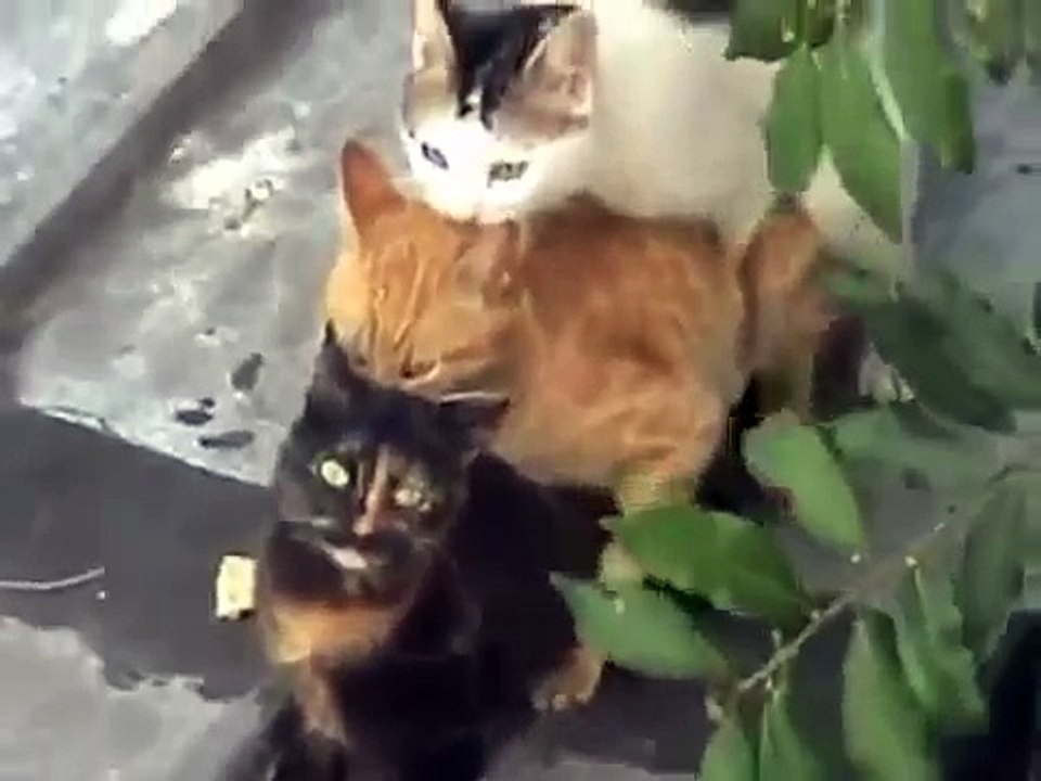 Spaß mit Katzen und Katzen Videos sehen!