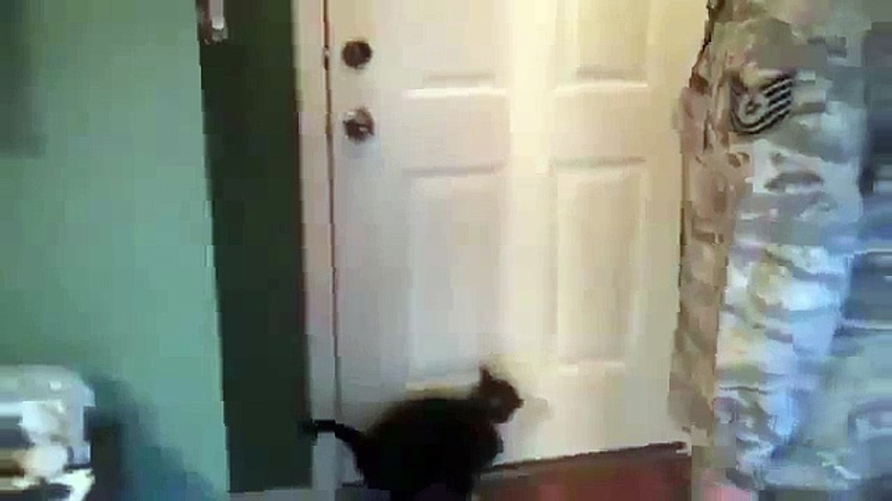 Lustige Katze sagte NEIN!