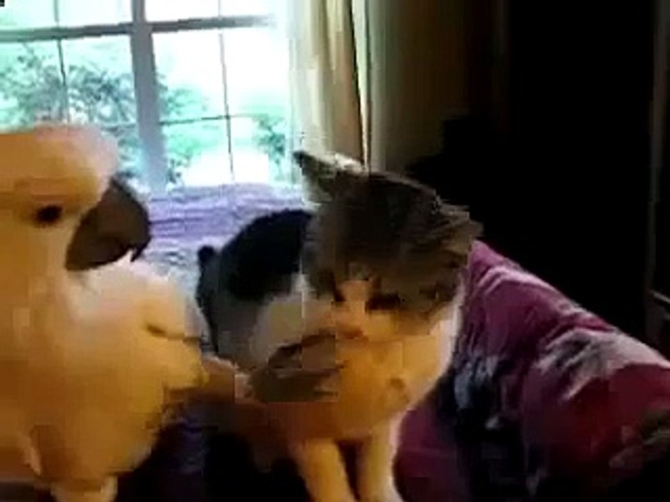 Lustige Videos von Katzen und Papageien!