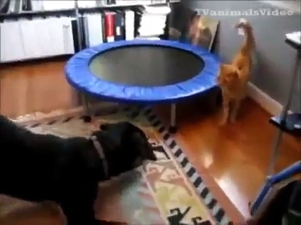 Lustige kämpf Hunde und Katzen!