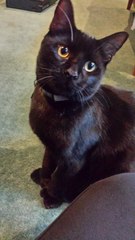 Ghost the Cat Takes the Stairs