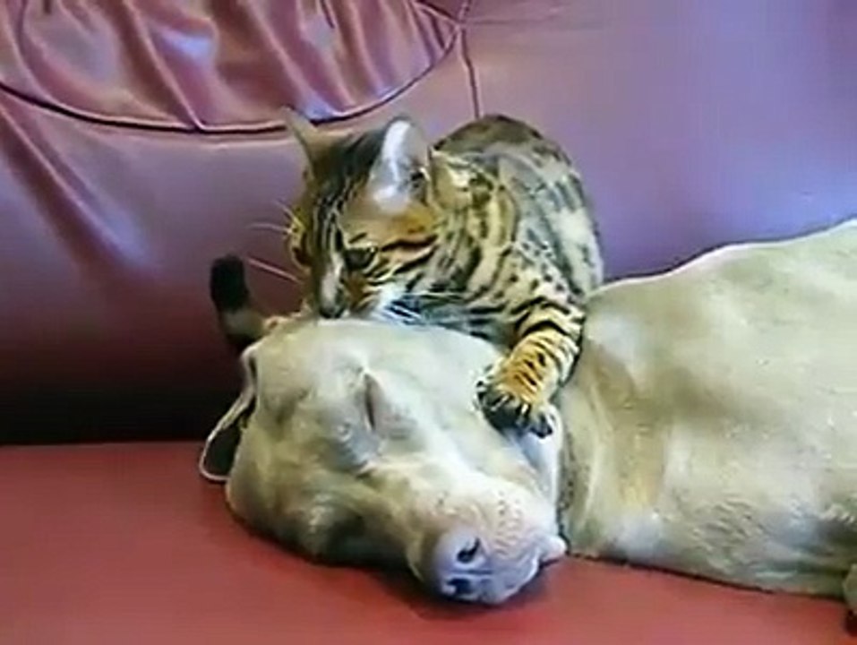 rico masaje de gato a perro