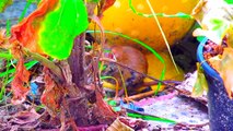 A short video with a little brown mouse, using technicolour effects to add vibrancy to the area
