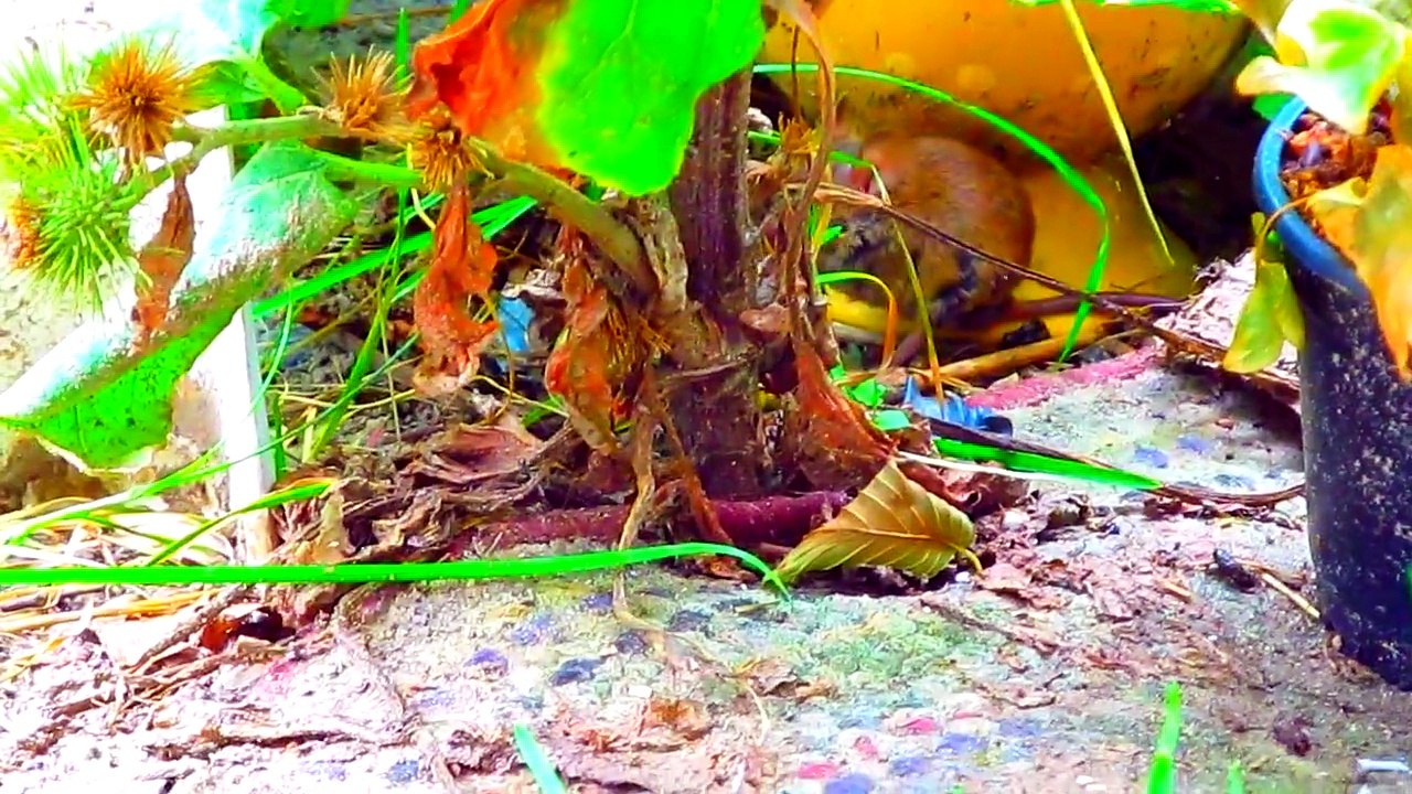 A short video with a little brown mouse, using technicolour effects to add vibrancy to the area