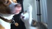 Cat Slaps Dog - Funny & Awesome ! - Кот Шлепает Собаку - Жесть !