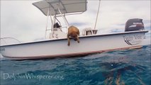 Un chien joue et nage avec des dauphins!