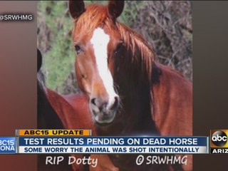 Test results pending on dead horse found near Salt River