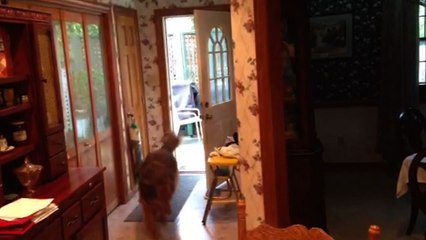 Amazing Dog Can Open And Close Doors!