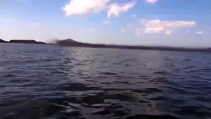 Миграция москитов - это просто жесть