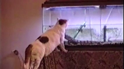 Just a bunch of scaredy cats!