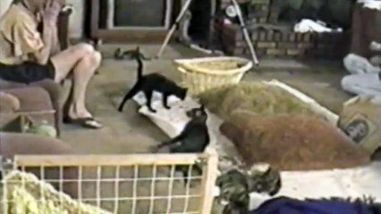 Just a bunch of scaredy cats