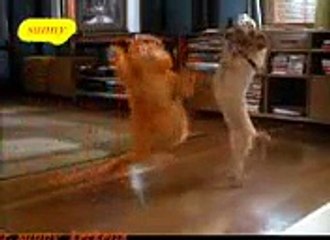 Funny cats fighting very hard pranks videos,