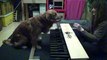 Ce chien jouent des notes de piano à l'oreille...
