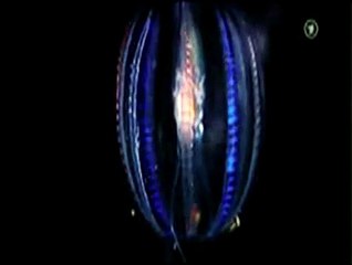 Amazing BioluminescentGlowing Deep Sea Creatures