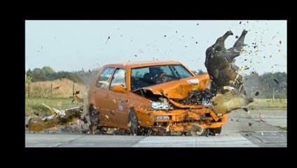 animales hits on the  road accidents
