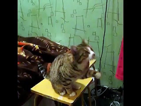 Кот обучает, как его надо гладить)