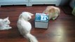 Kittens battle to hide inside box - Jokeroo