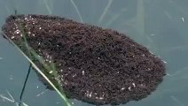 Des fourmis forment un radeau vivant pour survivre aux inondations.