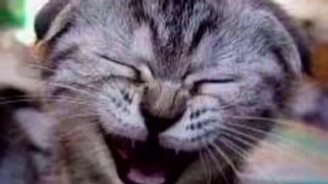 ゆづるとぬこシリーズ「ぬこのこころゆづるしらず」