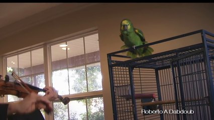 Parrot Attacks and Bites Violinist_ Amazing, Scary, Hilarious!