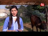 Abb Takk - Khufia - Episode 85 - Milk  Prices