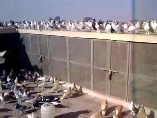 (Shirazi Pigeons) Zaid khan khakwani sahib ka shoq - Video Dailymotion