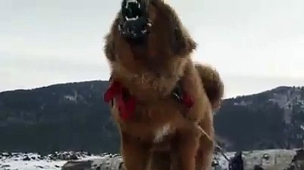 Lion Dog Tibetan Mastiff Angry Barking Video