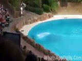 Brave Girl Swims with Dolphins (Stunts)