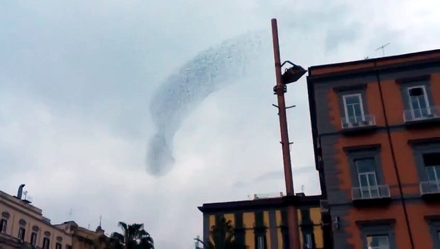 Beautiful flying birds Красивый полет птиц - Video Dailymotion