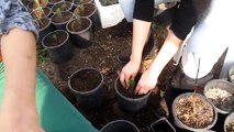 Araucaria Araucana Plant in Greenhouse - Monkey Puzzle Seedlings - Maymun Çıkmaz