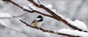 SNOW PARADISE OF BIRDS - SCHNEEPARADIES DER VÖGEL - Dailymotion-Video