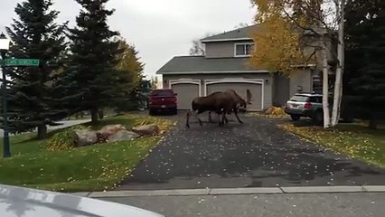 Il réveille une loutre qui dort à la surface de l’eau